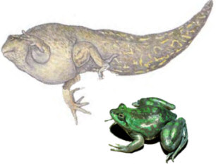 frog pseudis paradoxa Paradoxical Frog