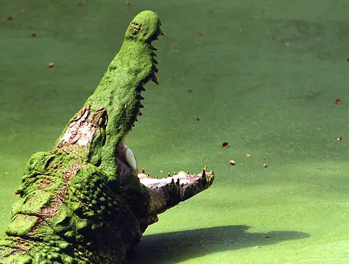 nile crocodile jaws Nile Crocodile