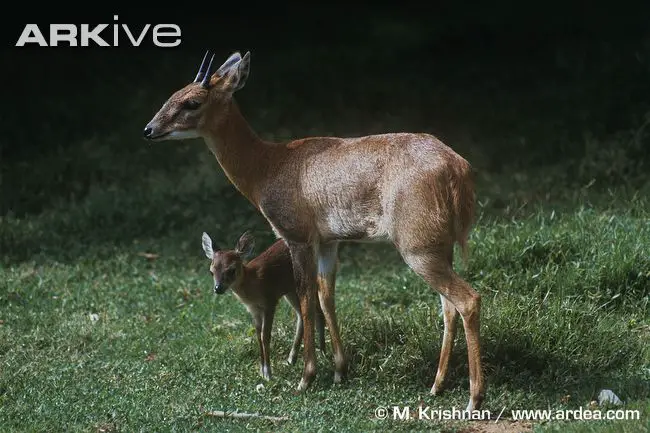 photo Four horned Antelope