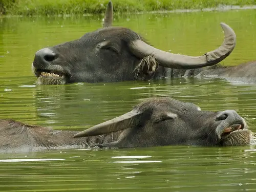 relaxing water buffalo Water Buffalo