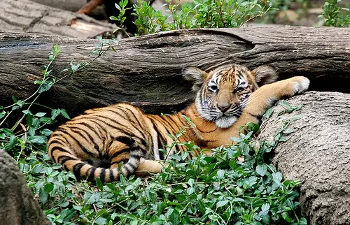 sleepy malayan tiger Malayan Tiger