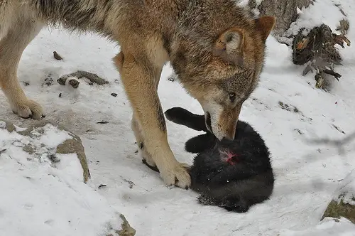 tibetan wolf kill Tibetan Wolf