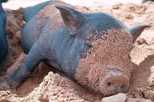 vietnamese pot bellied pig sand Pot Bellied Pig