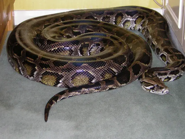 Indian Python – Python molurus - Tree Reptiles