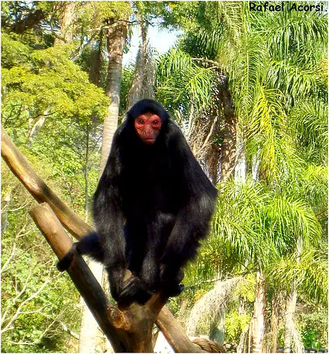 3756255538 1c5a693b5a Red faced Spider Monkey