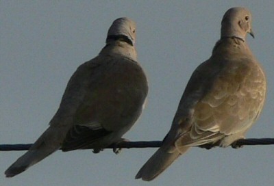 bird sightings collared dove 5a Collared Dove