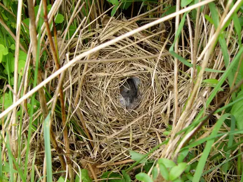 chiffchaff nest and eggs in hedge 1 lower pulworthy 20 may 2007 reduced Chiffchaff