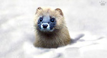 in japan Siberian Mountain Weasel