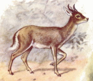reedbuck mountain 300x262 Mountain Reedbuck