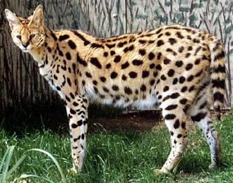 serval Serval