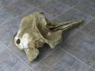 skull Curviers Beaked Whale