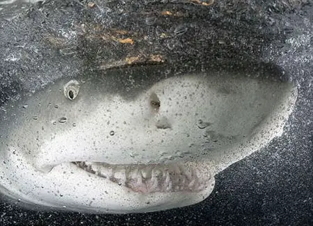 smiling lemon shark Lemon Shark