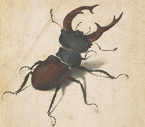 vabole Stag Beetle
