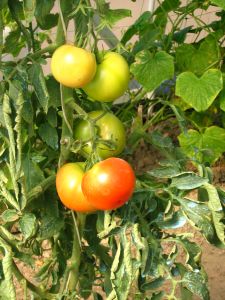 1214848 tomato garden Tomato