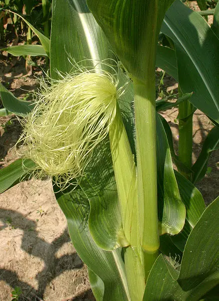 437px Cornsilk 7091 Maize / Corn