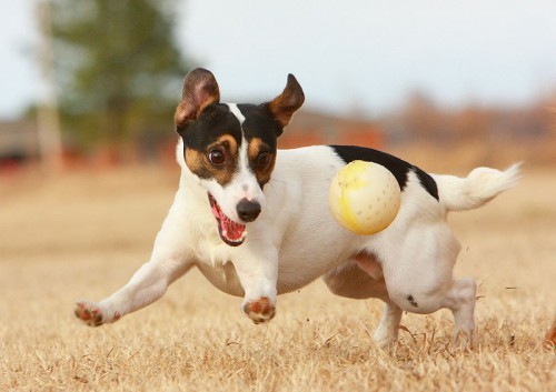 800px JRT with Ball e1282492867110 Jack Russell