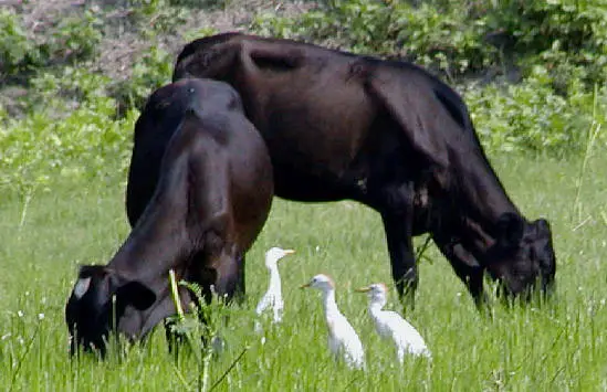 cattle egret Cattle Egret