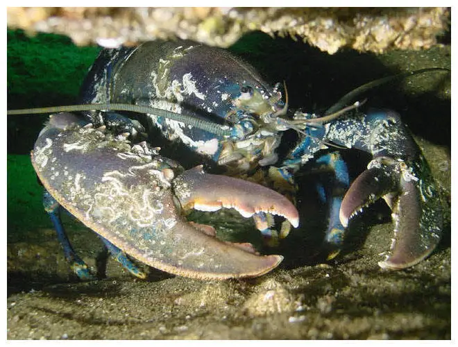 hummer2 European Lobster
