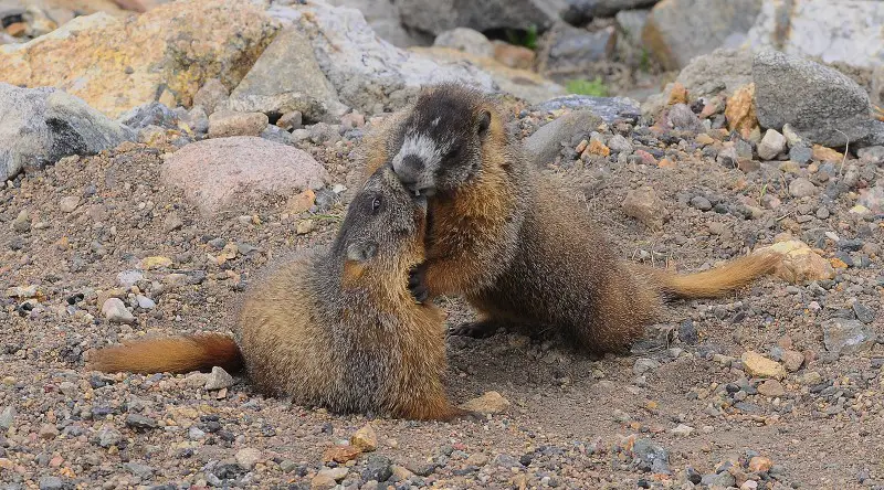 marmots Alpine Marmot