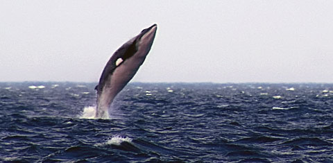 minke whale breaching Minke Whale