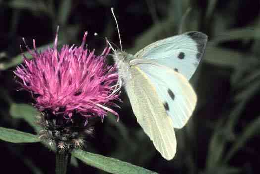 pibr Cabbage Butterfly
