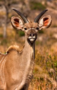 1128646 eland Antelope