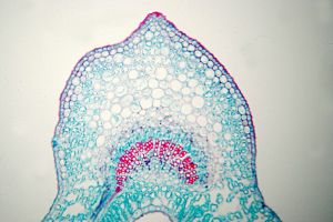 1152832 jasmine microscopic view of leaf cross section 2 Jasmine