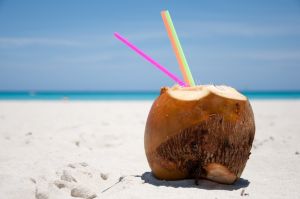 1212573 coconut on the beach Coconut Palm