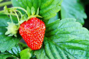 1248980 strawberries Garden Strawberry