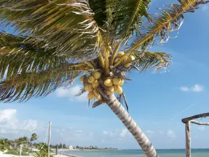 1253791 coconuts Coconut Palm