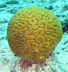 220px Brain coral Brain Coral