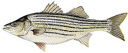 250px Striped Bass Striped Bass