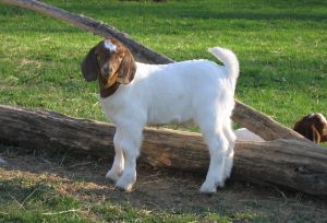 916671 boer goat kid Boer Goat