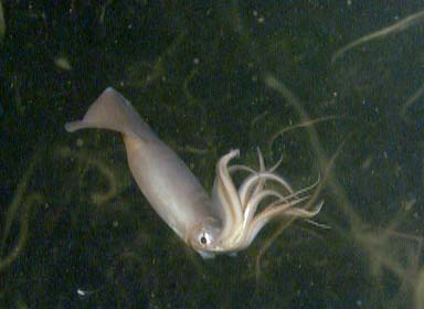 Dosidicus gigas Humboldt Squid