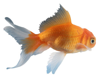 goldfish Goldfish