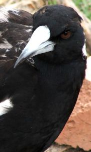 1047721 watchful eye Australian Magpie