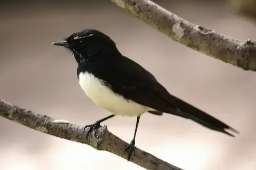 3661892825 7b035fde33 Willie Wagtail