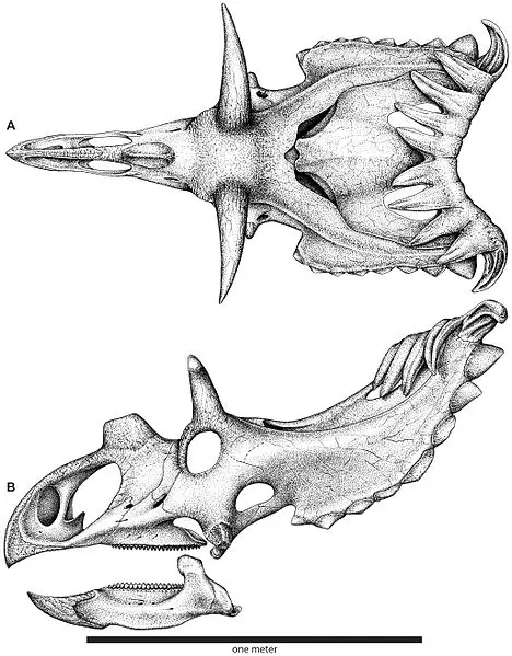 468px Skull reconstruction of Kosmoceratops richardsoni Kosmoceratops