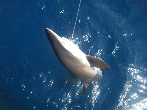 800px Carcharhinus falciformis mexico e1288443879256 Silky Shark