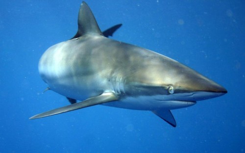 800px Carcharhinus falciformis off Cuba e1288443804837 Silky Shark