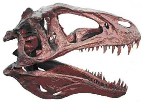 Acrocanthosaurus Skull e1286031149657 Acrocanthosaurus