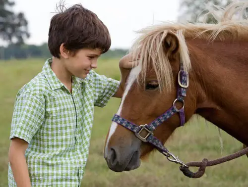 Photo Horse Adoption e1287122371377 Banker Horse