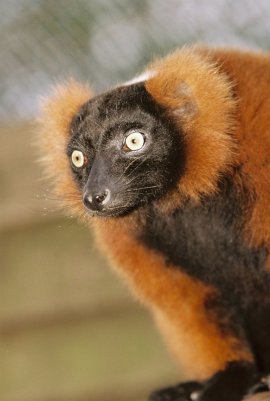 lh red ruffed lemur nov06 Ruffed Lemur