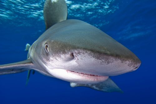 oceanic whitetip shark9 the bahamas june 07 Oceanic whitetip shark