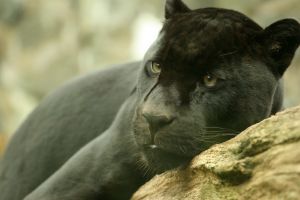 1078590 black jaguar Jaguar