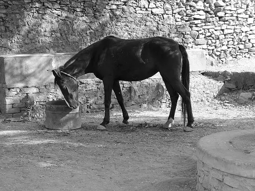 2133493455 8cae24a7a1 Marwari Horse