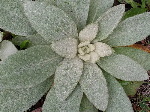 3359765936 2a637fd4c2 Great Mullein