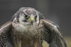 632368 peregrine falcon Peregrine Falcon