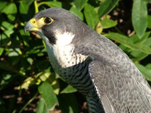 639704 peregrine falcon Peregrine Falcon