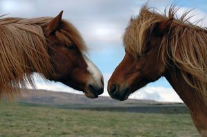 658233 friends Icelandic Horse